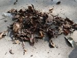Leaf Soil Mulch Plant Waste